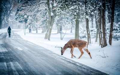 Please Move The Deer Crossing Sign