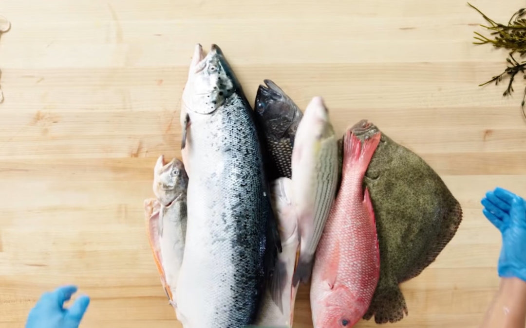 How To Fillet Fish… Every Type Of Fish